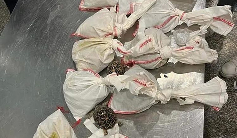 The bags with reptiles seized at Cairo airport.